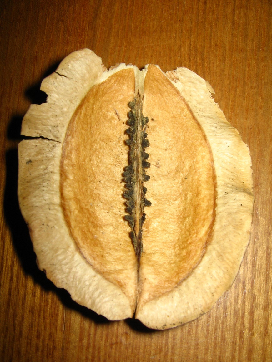 Phytolacca americana